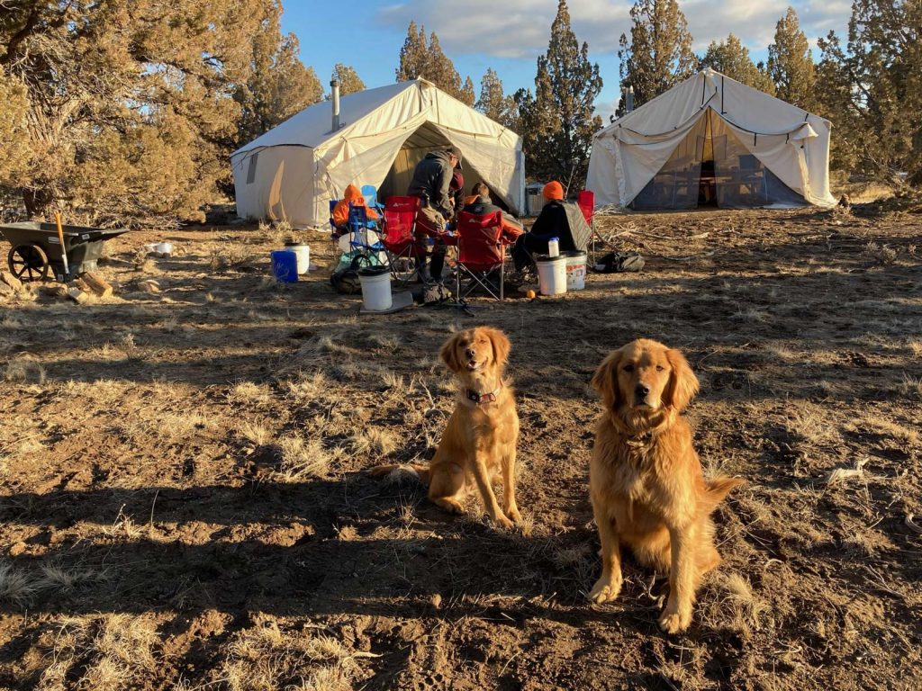 Canines at the camp